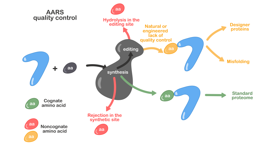 Aminoacyl-tRNA synthetase – mechanisms, quality control and physiology